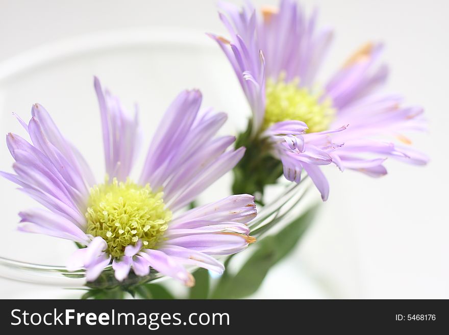 Purple Daisy on white background with leaves.