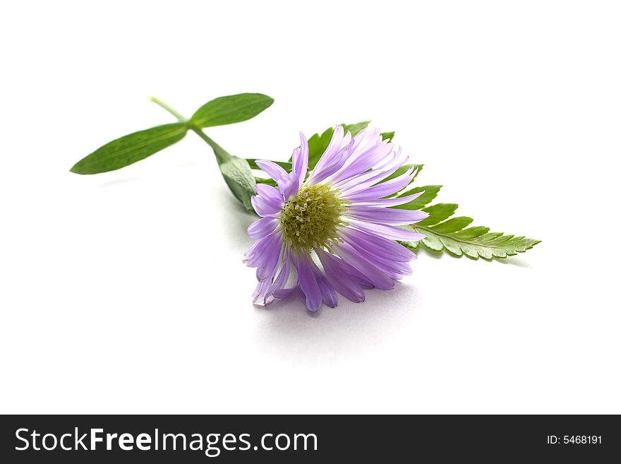 Purple Daisy on white background with leaves.