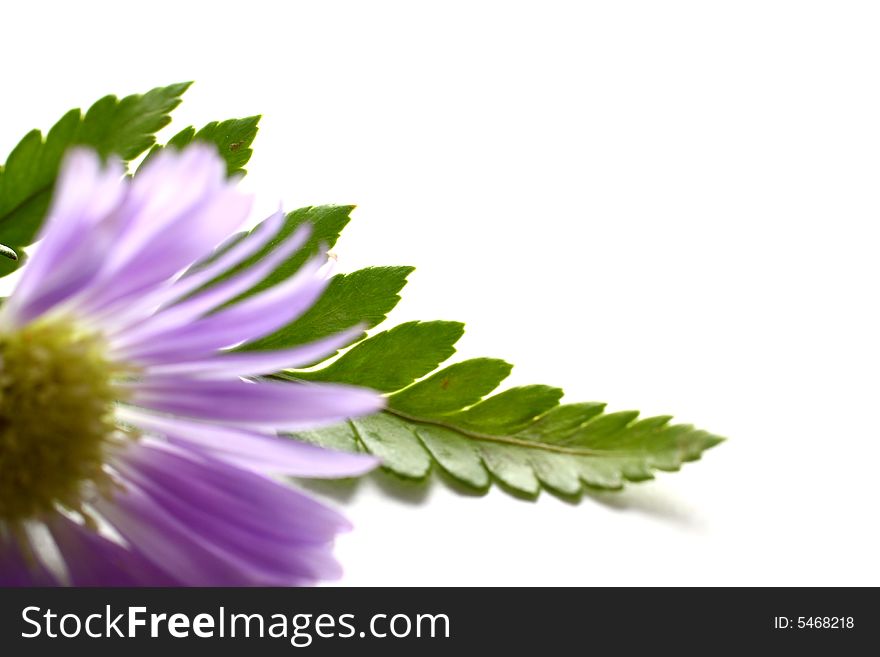 Purple Daisy on white background with leaves.