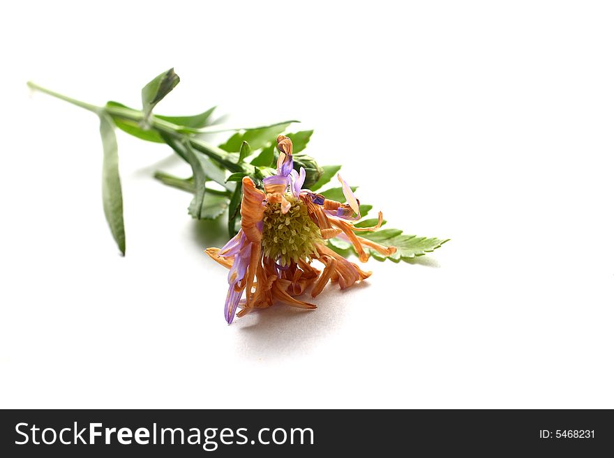 Purple Daisy on white background with leaves.