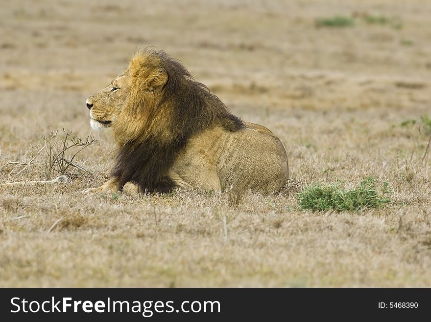 An Addo Lion on the Plains. An Addo Lion on the Plains