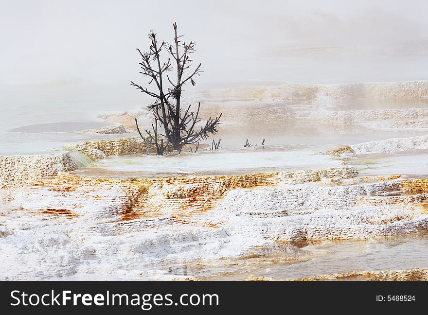 The Canary Spring Terraces of Yellowstone National Park, Wyoming. The Canary Spring Terraces of Yellowstone National Park, Wyoming.