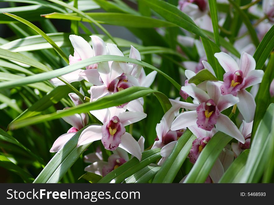 White and purple orchids blooming with green leaves around it.