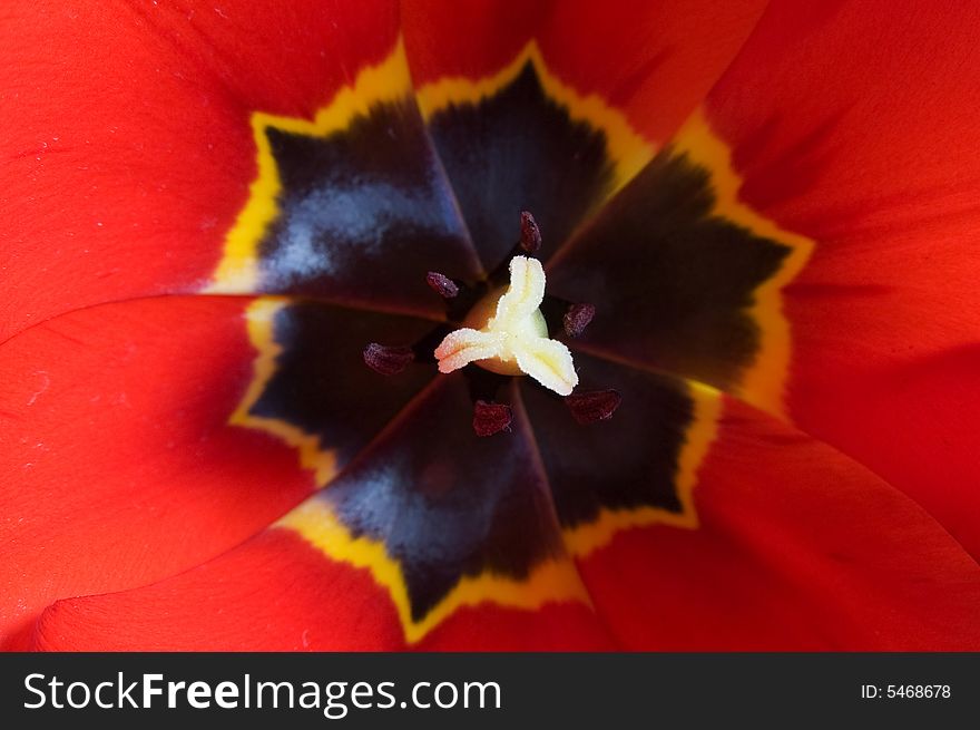 Heart of a red tulip flower