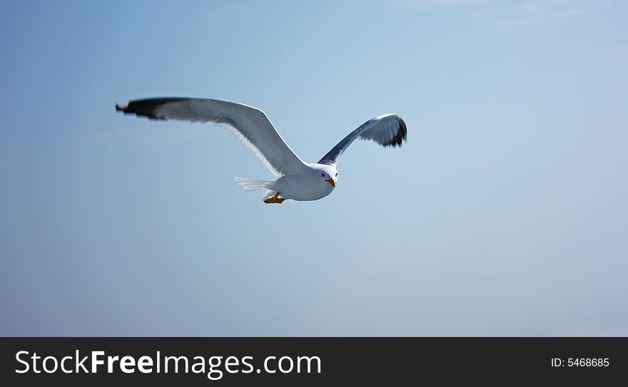 Seagull hovering on the sea breeze. Seagull hovering on the sea breeze