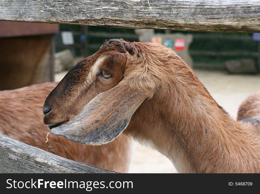 A cute brown goats face