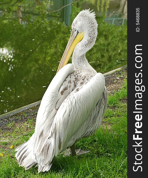 Pelican in zoo near lake