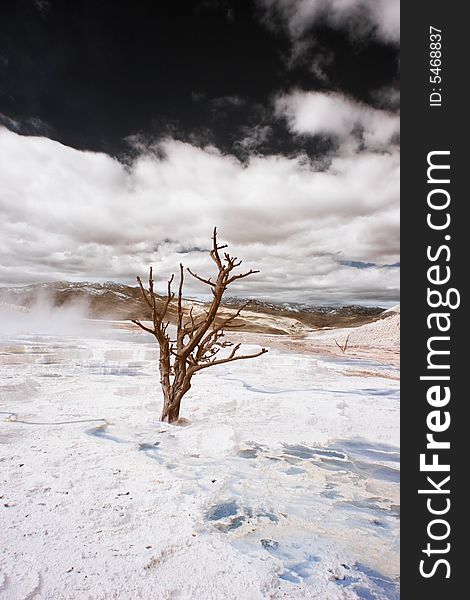 A lone tree in the Canary Spring Terraces of Yellowstone National Park, Wyoming - false-color infrared. A lone tree in the Canary Spring Terraces of Yellowstone National Park, Wyoming - false-color infrared.