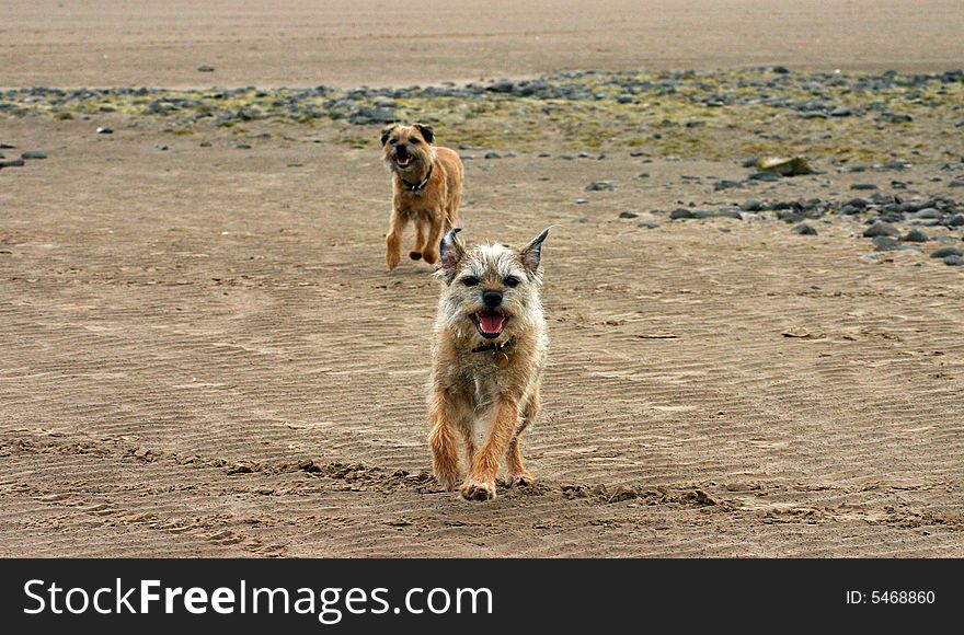 Two border terriers  running on the beach. Two border terriers  running on the beach