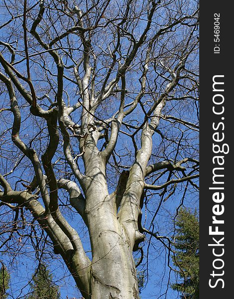 On photo i old beech with no foil on background of blue sky. On photo i old beech with no foil on background of blue sky.