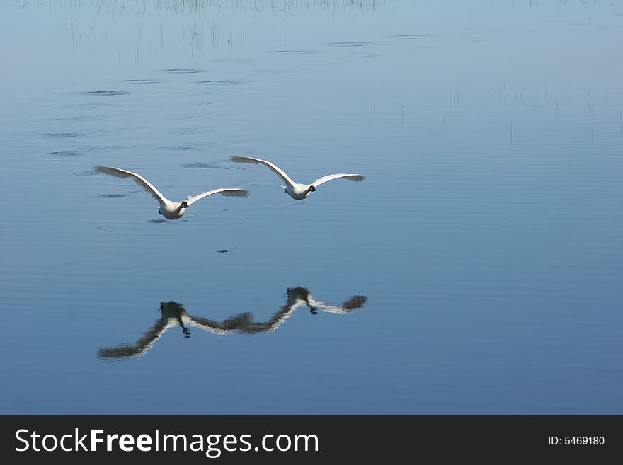 A pair of trumpeter swans flying in tandem, low over a calm pond. A pair of trumpeter swans flying in tandem, low over a calm pond