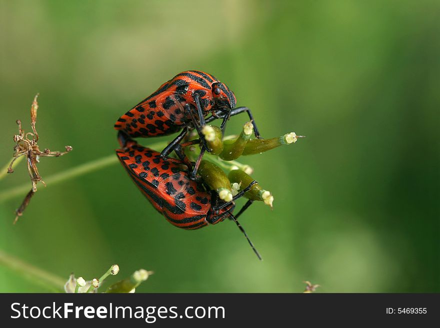 On photo are two red/black bugs, copulatet on litte bunch. On photo are two red/black bugs, copulatet on litte bunch.