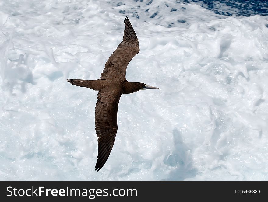 The bird is flying close to bubbled water near St.Thomas island, U.S. Virgin Islands. The bird is flying close to bubbled water near St.Thomas island, U.S. Virgin Islands.