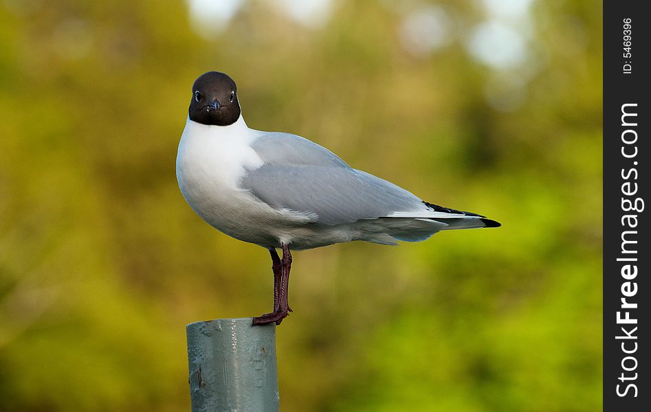 Seagull sitting on pillar (from Inverness). Seagull sitting on pillar (from Inverness)