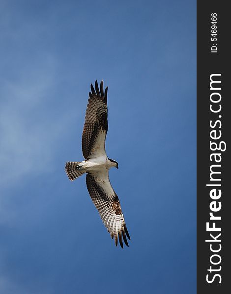 Osprey In Flight