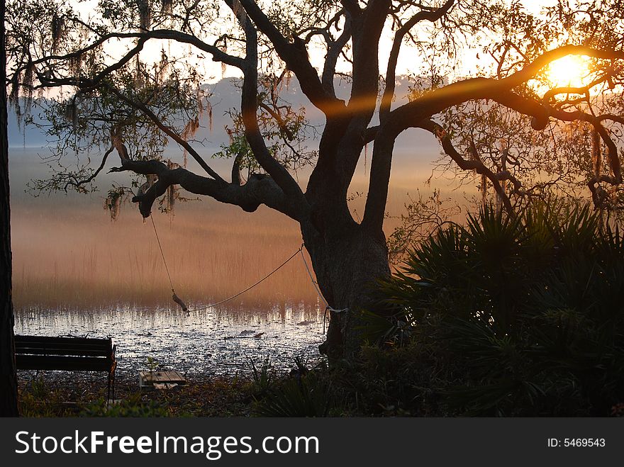 Sun rising through the mist over the marsh highlighting a live oak on the shore. Sun rising through the mist over the marsh highlighting a live oak on the shore.