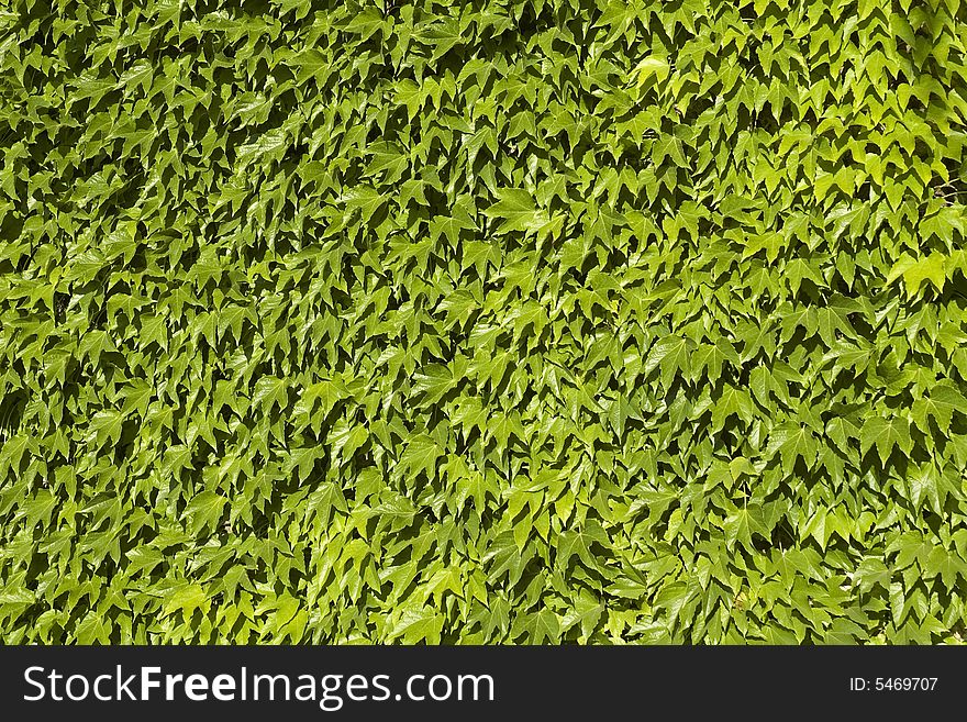 Natural wall background made of green leaves. Natural wall background made of green leaves