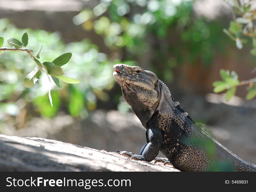 An iguana taking a break