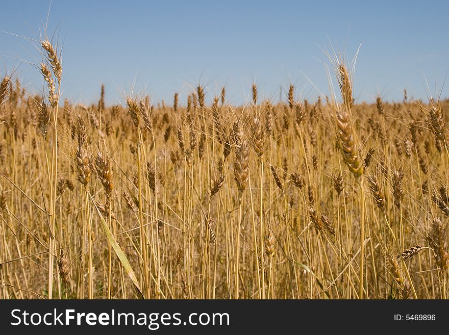 Wheat field in Midwest USA.