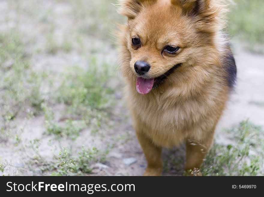 Portrait of gold attentive dog. Portrait of gold attentive dog