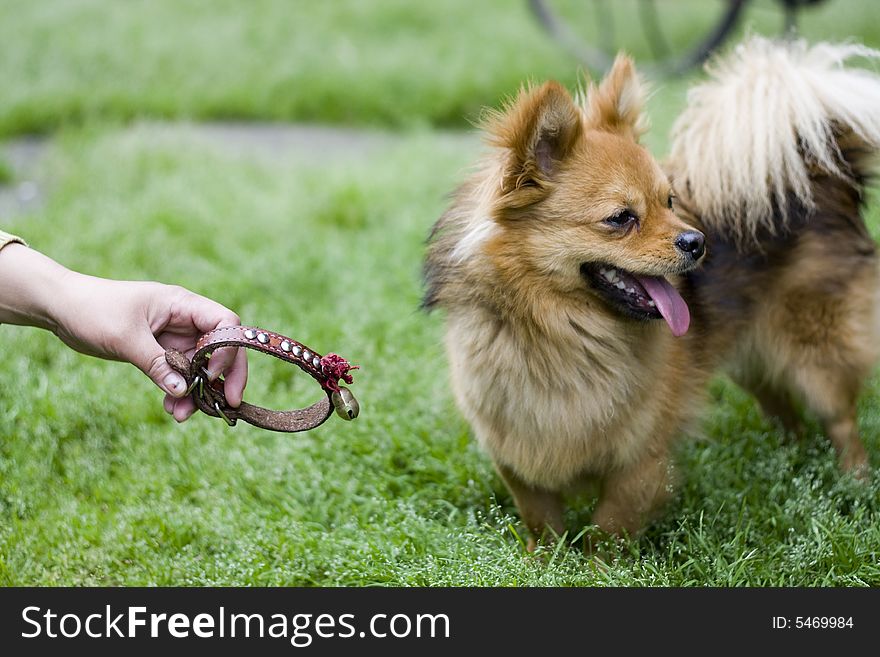 Portrait of gold attentive dog. cute..cute. Portrait of gold attentive dog. cute..cute