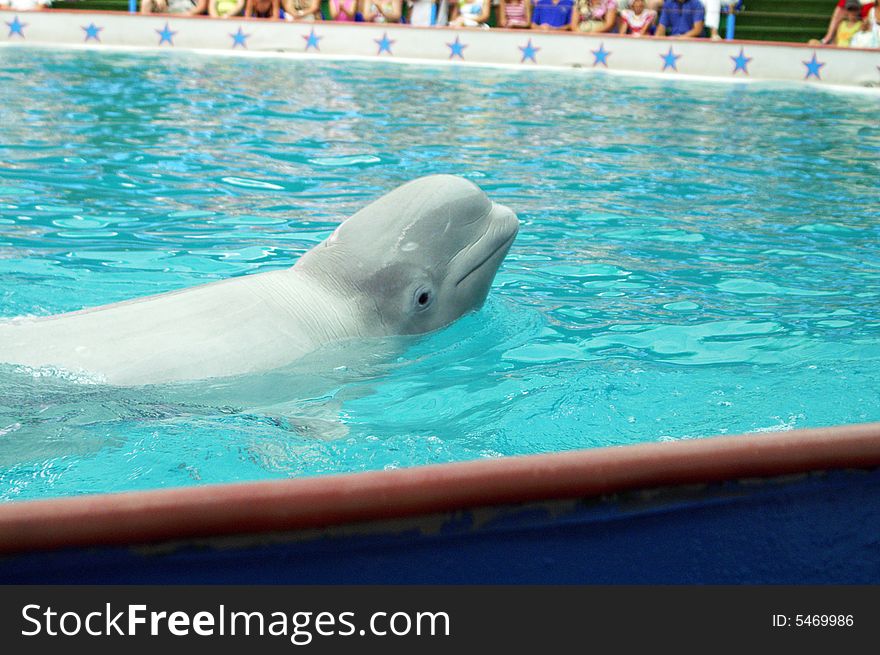 The white whale in the dolphinarium