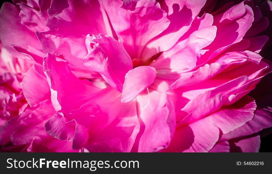 Pink peony on a sunny day