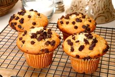 Chocolate Chip Muffins Royalty Free Stock Image Chocolate Chip Muffins Royalty Free Stock Image