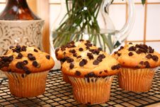 Chocolate Chip Muffins Royalty Free Stock Images Chocolate Chip Muffins Royalty Free Stock Images