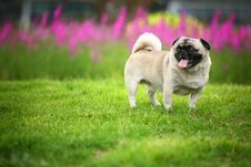 Funny Pet Dog Stock Image Funny Pet Dog Stock Image