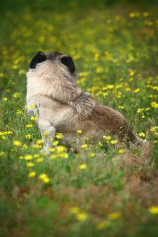 Pet Dog Royalty Free Stock Image Pet Dog Royalty Free Stock Image