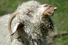 Woolly Sheep Royalty Free Stock Image Woolly Sheep Royalty Free Stock Image