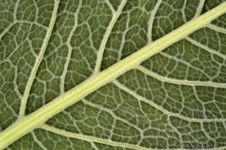 Green Leaf Background Royalty Free Stock Photography Green Leaf Background Royalty Free Stock Photography