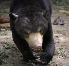 Bear Stock Image