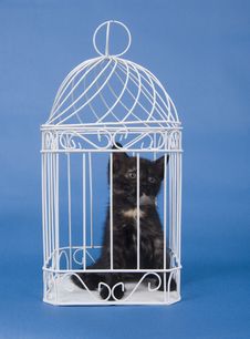 Kitten In A Cage Stock Images Kitten In A Cage Stock Images