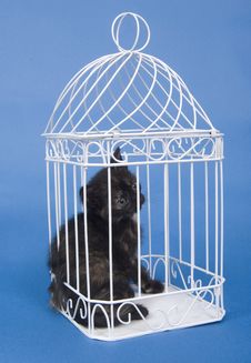 Kitten In A Cage Royalty Free Stock Image Kitten In A Cage Royalty Free Stock Image