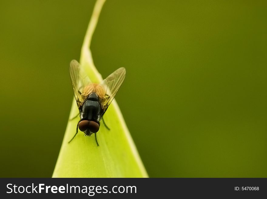 A picture of house fly doing her chore on top of a leaf. A picture of house fly doing her chore on top of a leaf