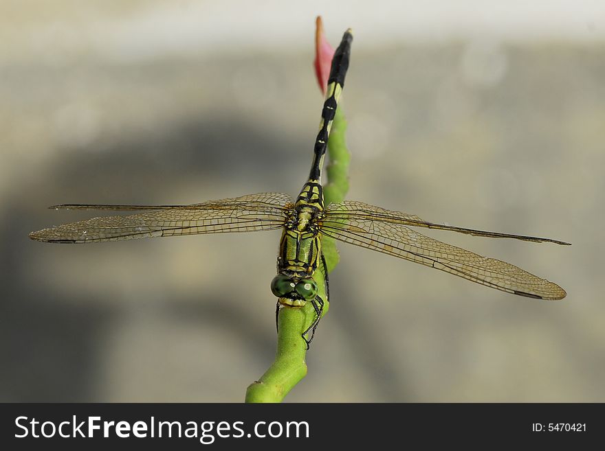 A green dragonfly perching on top of flower branch. A green dragonfly perching on top of flower branch