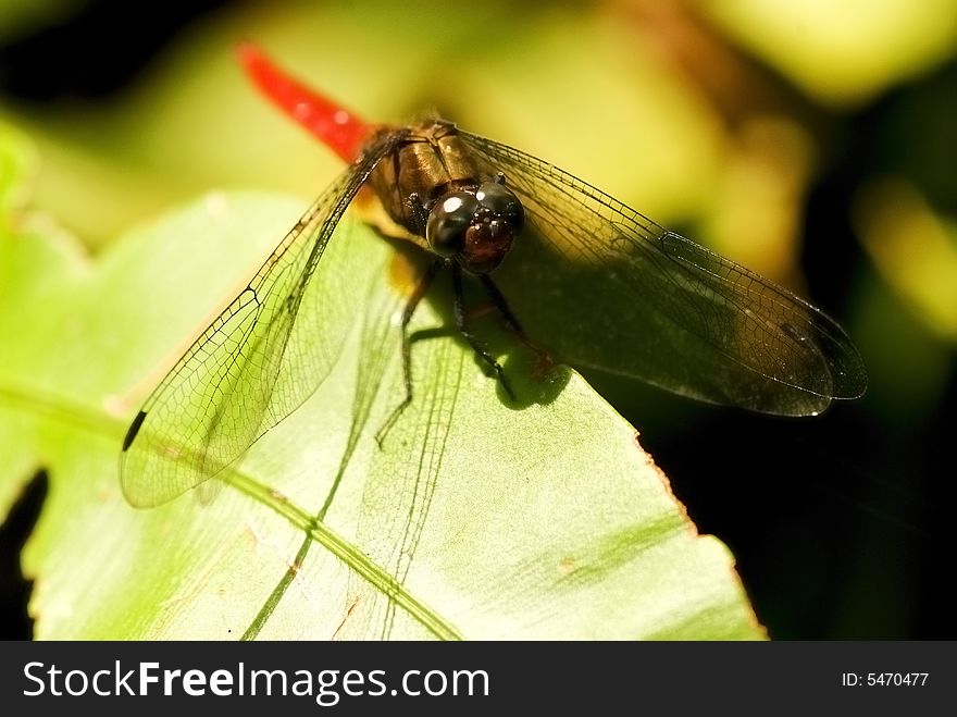 A red dragonfly sun bathing on top of a fern leaf. A red dragonfly sun bathing on top of a fern leaf.