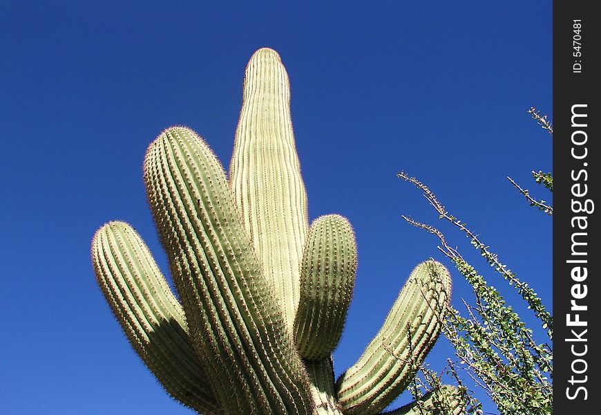 Old Arizona cactus in Tucson. Old Arizona cactus in Tucson