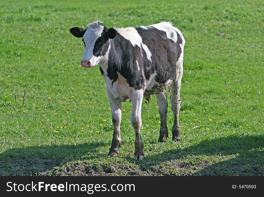 Black and white cow standing in the pasture