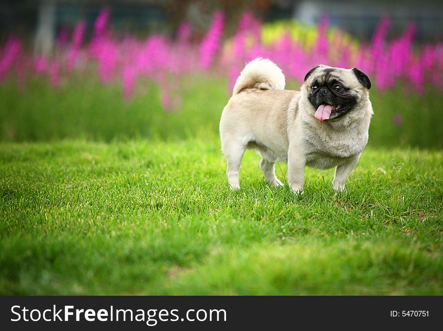 A Funny pet dog,outdoors