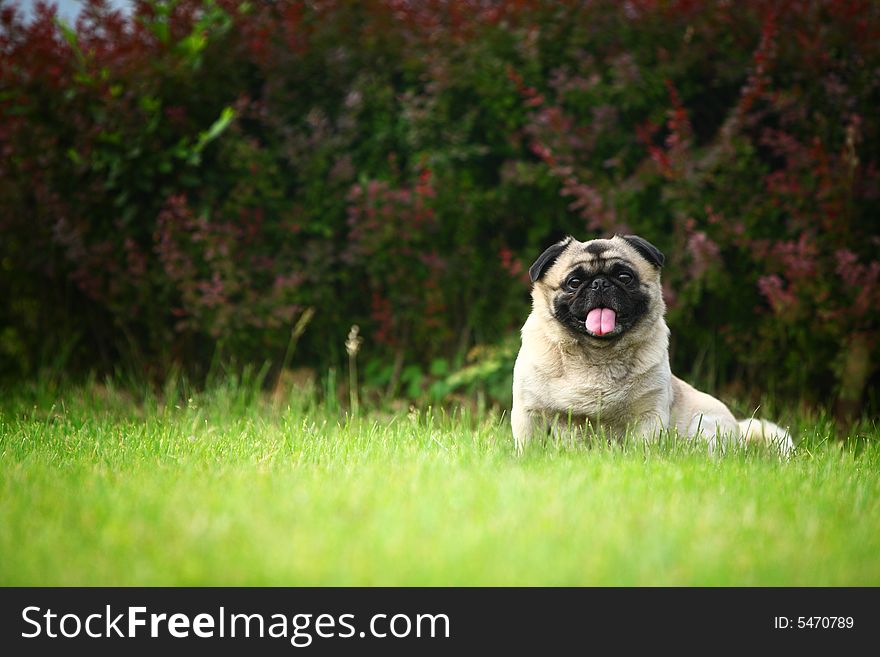 A Funny pet dog,outdoors