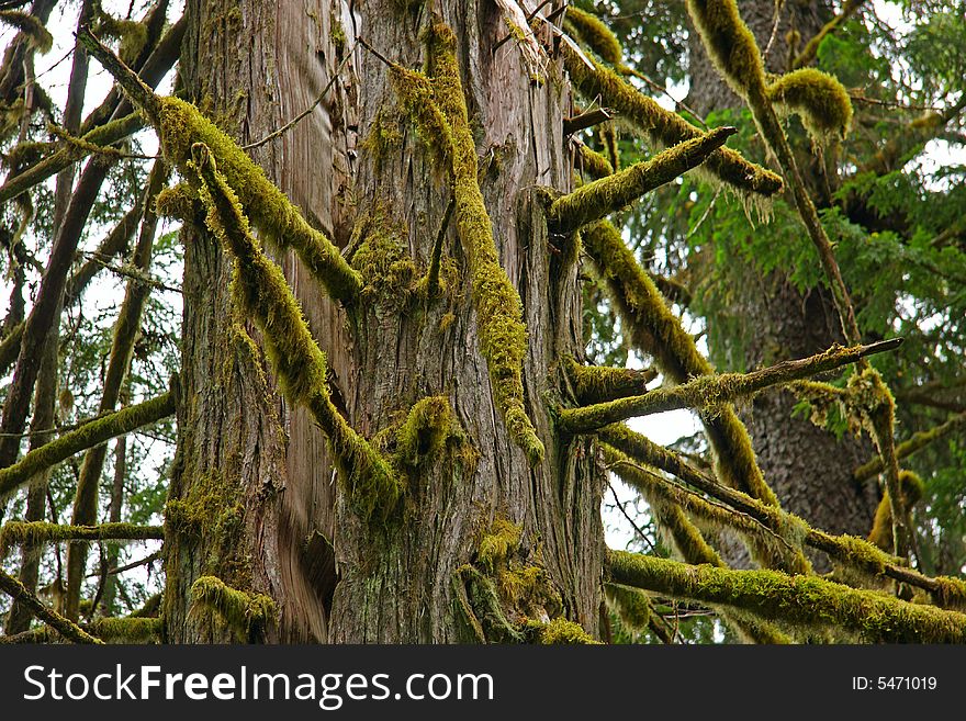 Old growth cedar in lush rainforest