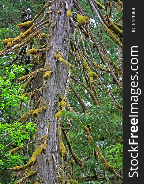 Old growth cedar in lush rainforest