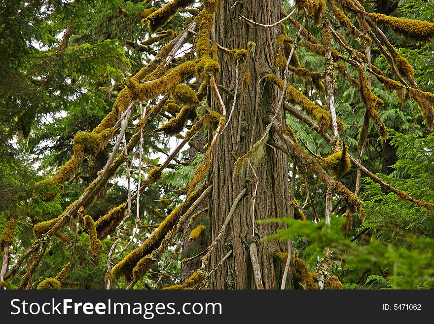 Old growth cedar in lush rainforest