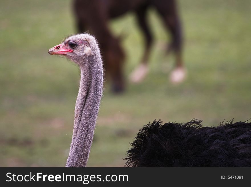 An ostrich on an exotic animal farm near Zion National Park, Utah. An ostrich on an exotic animal farm near Zion National Park, Utah.