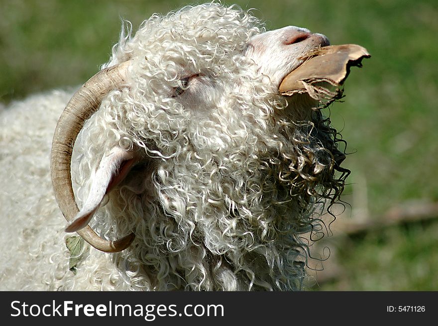 Woolly sheep with leather strap in its mouth ... ready for shearing