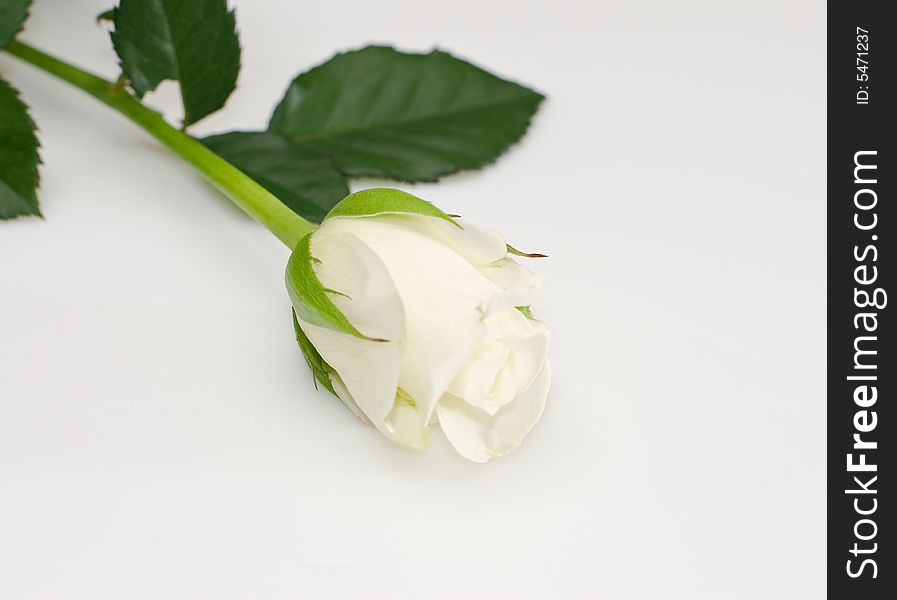 A single white rose with green leaves. A single white rose with green leaves
