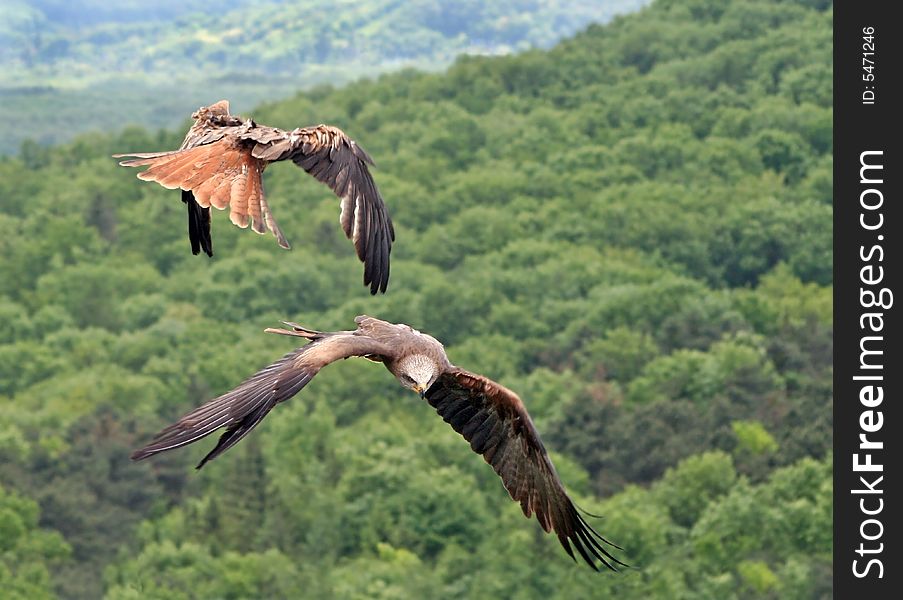 Two kites are flying through the air